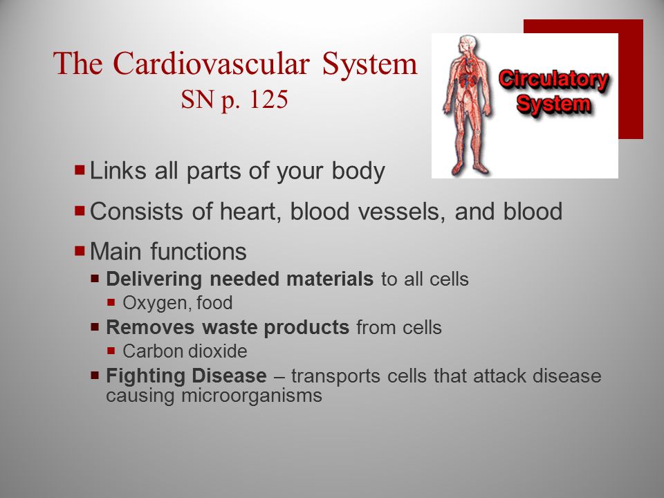 The Cardiovascular System SN p.