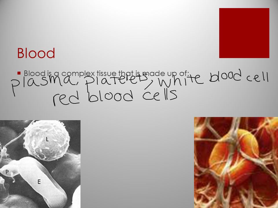 Blood  Blood is a complex tissue that is made up of: