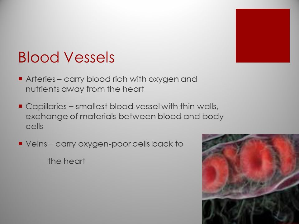 Blood Vessels  Arteries – carry blood rich with oxygen and nutrients away from the heart  Capillaries – smallest blood vessel with thin walls, exchange of materials between blood and body cells  Veins – carry oxygen-poor cells back to the heart