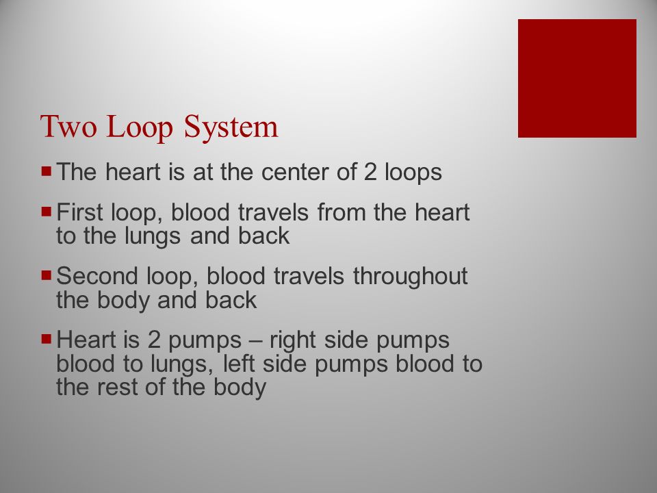 Two Loop System  The heart is at the center of 2 loops  First loop, blood travels from the heart to the lungs and back  Second loop, blood travels throughout the body and back  Heart is 2 pumps – right side pumps blood to lungs, left side pumps blood to the rest of the body