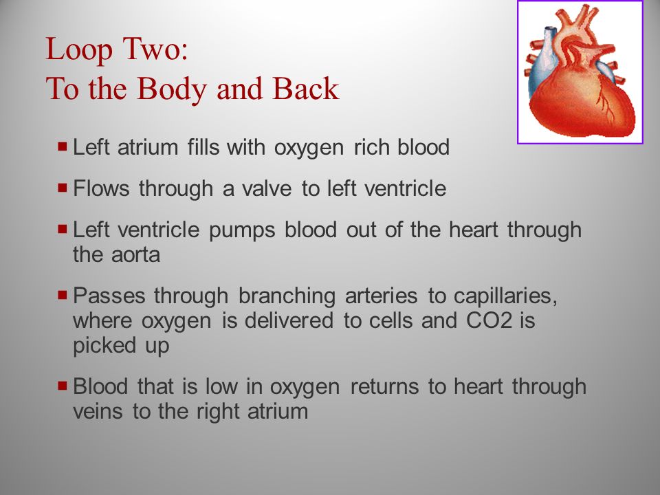 Loop Two: To the Body and Back  Left atrium fills with oxygen rich blood  Flows through a valve to left ventricle  Left ventricle pumps blood out of the heart through the aorta  Passes through branching arteries to capillaries, where oxygen is delivered to cells and CO2 is picked up  Blood that is low in oxygen returns to heart through veins to the right atrium