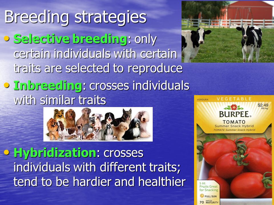 Breeding strategies Selective breeding: only certain individuals with certain traits are selected to reproduce Selective breeding: only certain individuals with certain traits are selected to reproduce Inbreeding: crosses individuals with similar traits Inbreeding: crosses individuals with similar traits Hybridization: crosses individuals with different traits; tend to be hardier and healthier Hybridization: crosses individuals with different traits; tend to be hardier and healthier