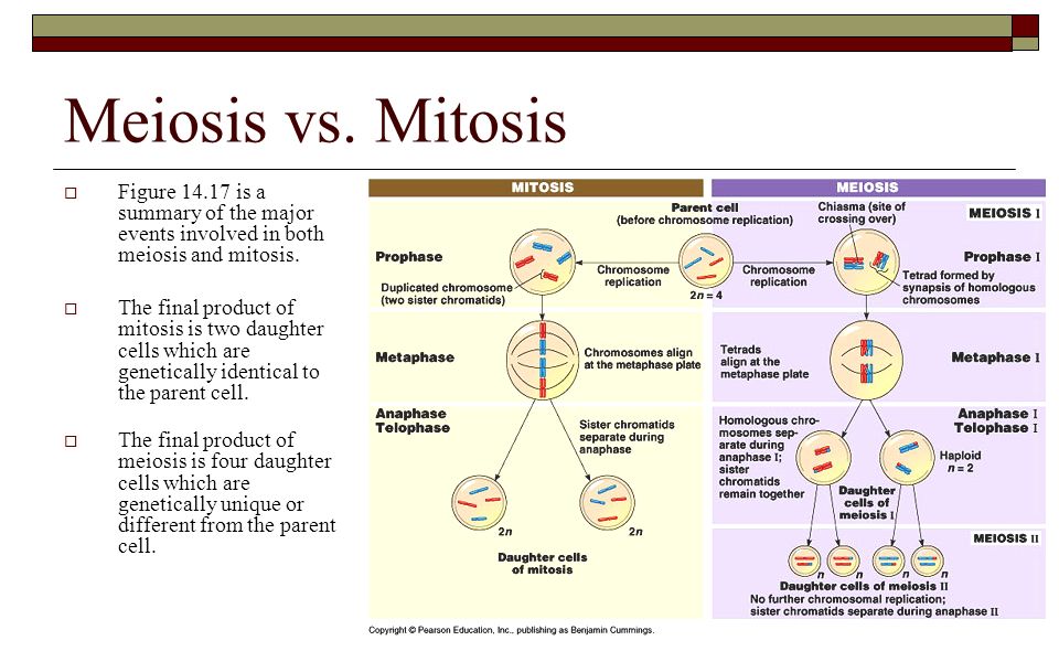 Meiosis Essay Mitosieiosis Mitosis Vs Teaching Mitosieiosis Essay Lynoqu Crosshander Comcomparing And Contrasting