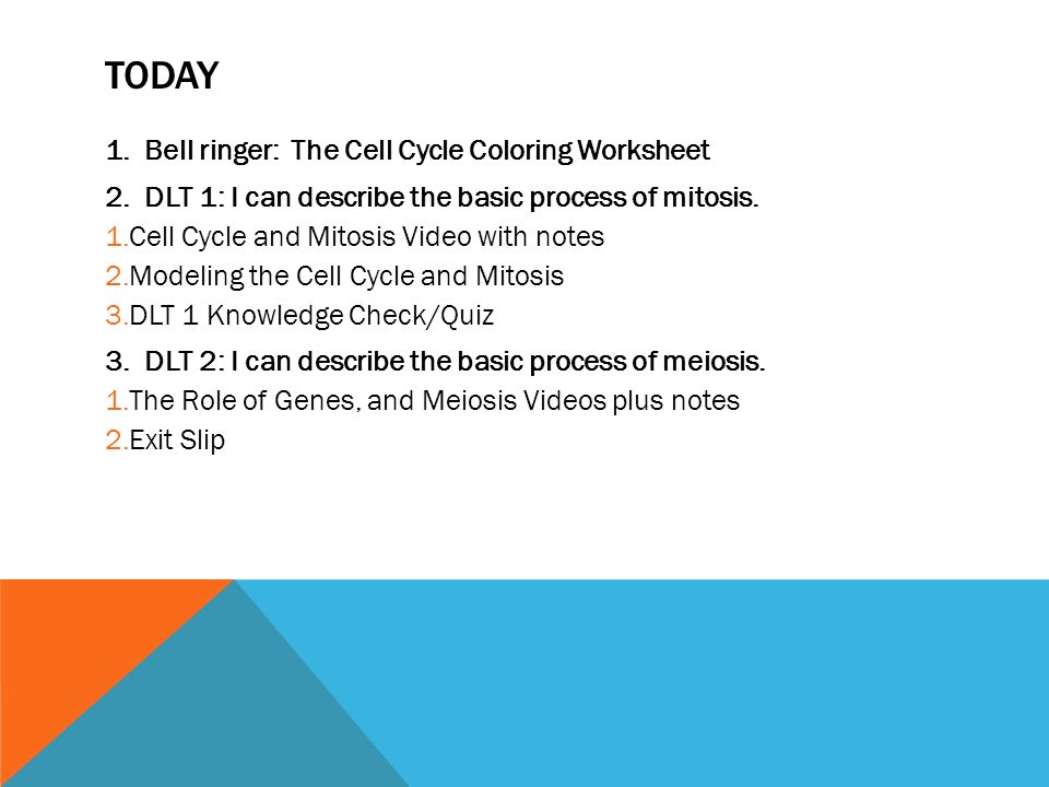 Cell Cycle And Mitosis Worksheet Answers Katinabags Com The Cell Cycle Worksheet Answer Key Worksheets
