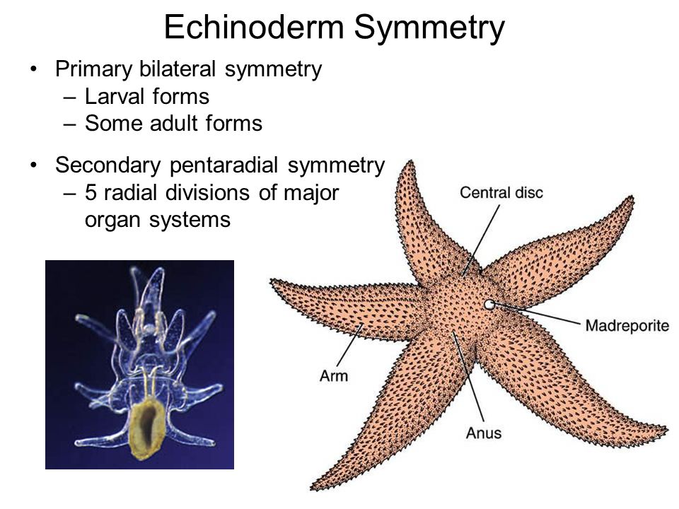 How do the body plans of animals with bilateral and radial symmetry differ?  | Socratic
