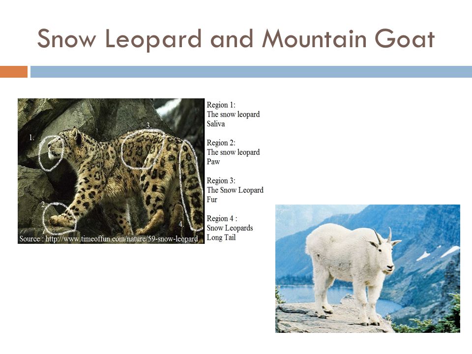 Adaptive features of animals in mountains