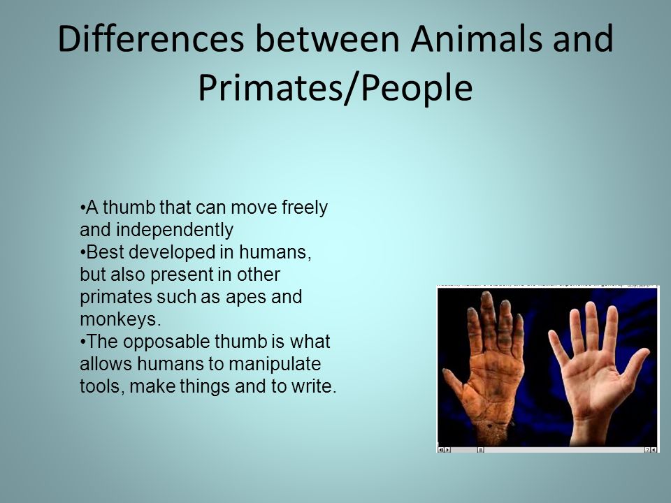 difference between human and animal language Http wwwfacetofaceinterculturalcomau blog language the-difference-between-animal-and-human-language the difference between animal and human language in. difference between human and animal language Http wwwfacetofaceinterculturalcomau blog language the-difference-between-animal-and-human-language the difference between animal and human language in.