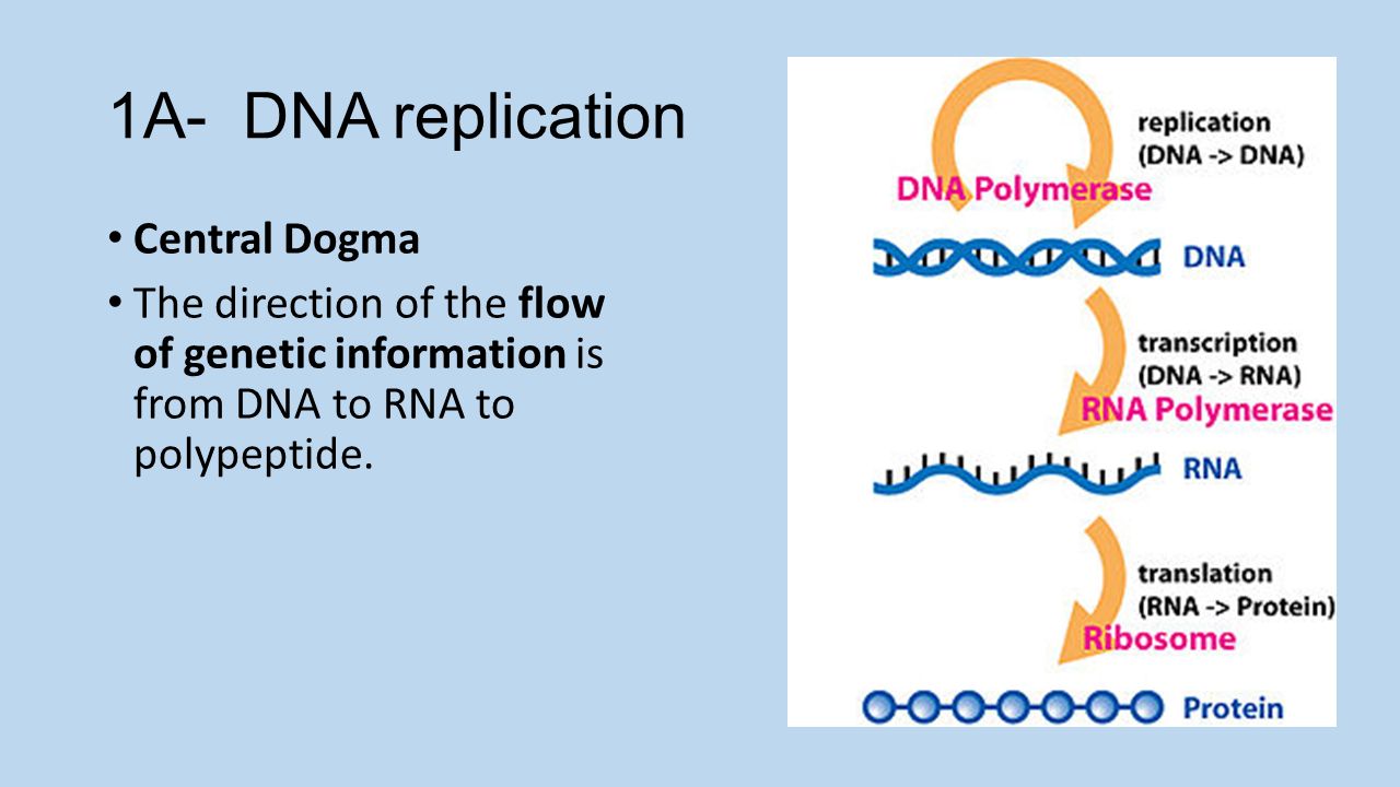 Dna And Rna Worksheet Cxpz Info Worksheet On Dna Rna And Protein Synthesis The Letters Stand For