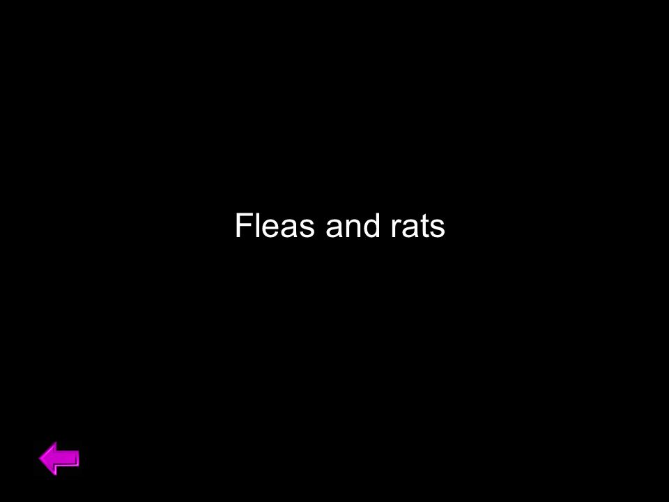 Fleas and rats