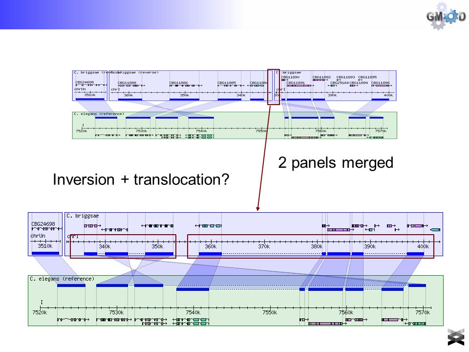 2 panels merged Inversion + translocation