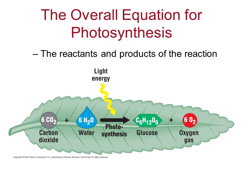 Write The Overall Equation For Photosynthesis And Cellular The Overall Equation For Photosynthesis Talkchannels