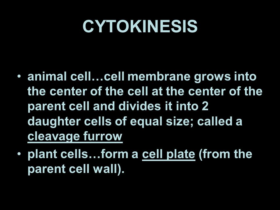 CYTOKINESIS animal cell…cell membrane grows into the center of the cell at the center of the parent cell and divides it into 2 daughter cells of equal size; called a cleavage furrow plant cells…form a cell plate (from the parent cell wall).