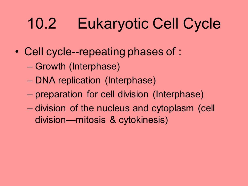10.2 Eukaryotic Cell Cycle Cell cycle--repeating phases of : –Growth (Interphase) –DNA replication (Interphase) –preparation for cell division (Interphase) –division of the nucleus and cytoplasm (cell division—mitosis & cytokinesis)