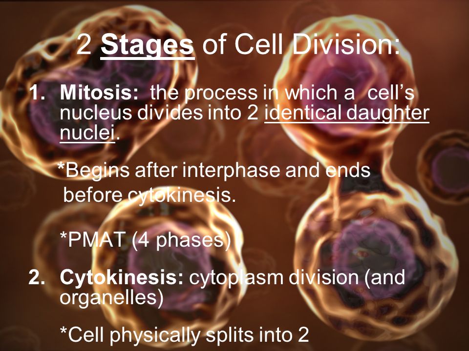 2 Stages of Cell Division: 1.Mitosis: the process in which a cell’s nucleus divides into 2 identical daughter nuclei.