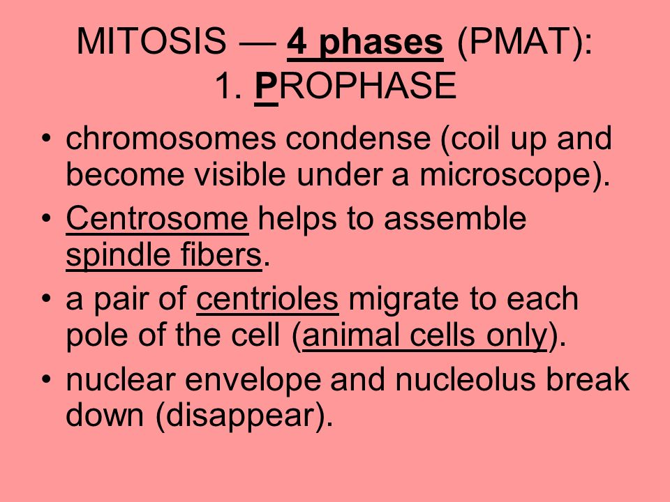 MITOSIS — 4 phases (PMAT): 1.