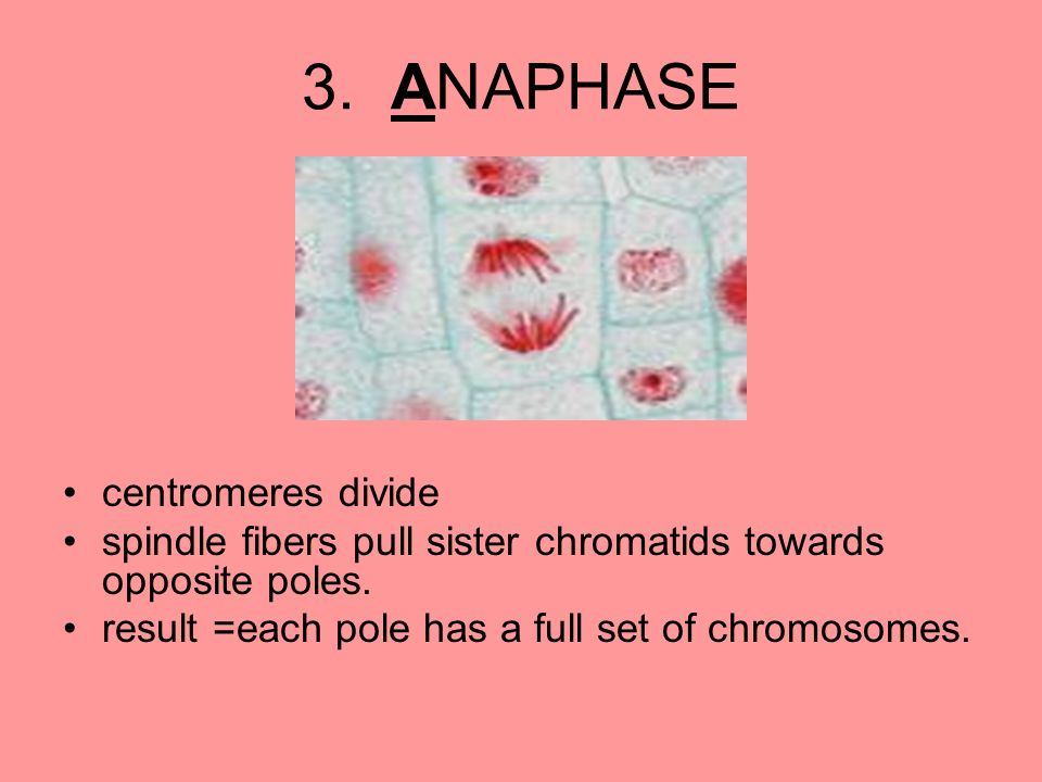 3. ANAPHASE centromeres divide spindle fibers pull sister chromatids towards opposite poles.
