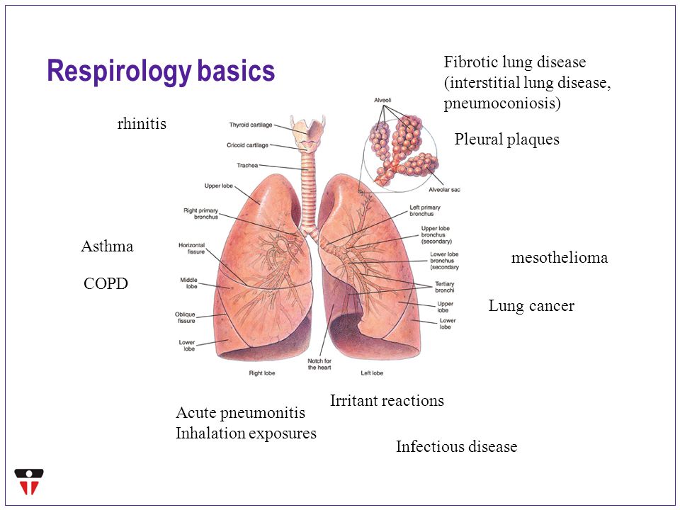 Asthma And Allergy Specialist Pa