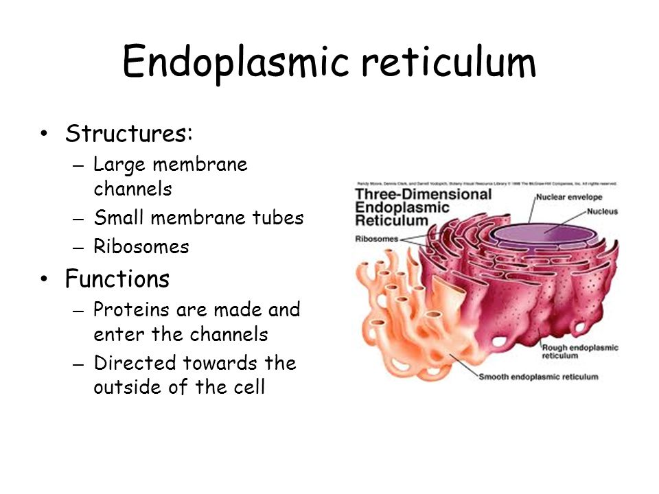 endoplasmic reticulum structure rome fontanacountryinn com endoplasmic reticulum structure