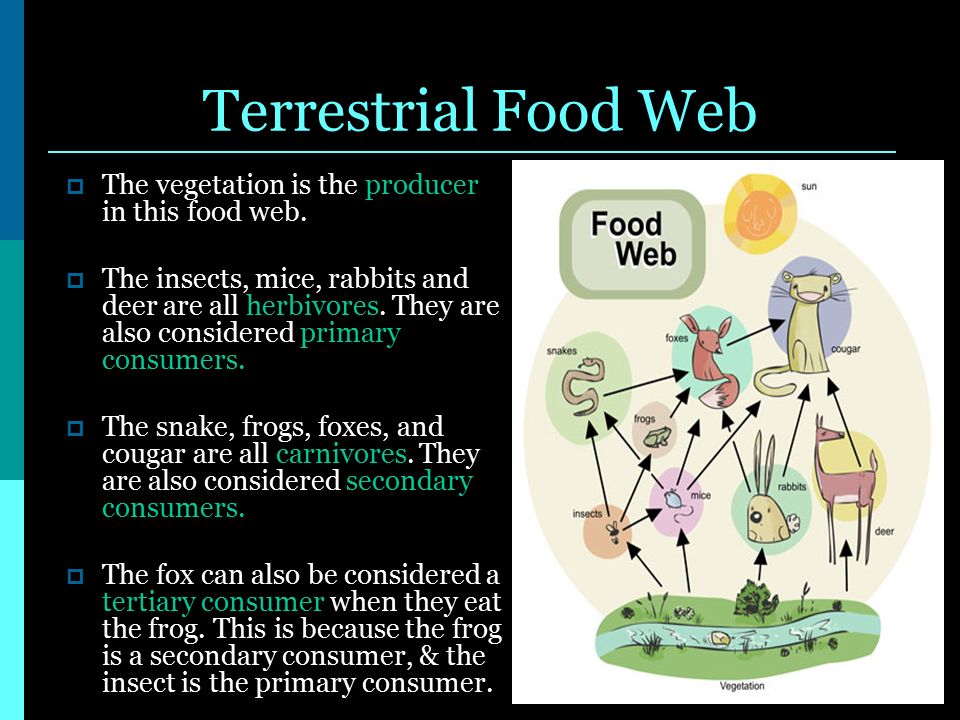 biology report ecosystems Why are polar bears found only in the arctic why does mildew grow in your shower and not (hopefully) in your sock drawer learn how ecologists study the interactions between organisms and their environment, and how these interactions affect where, and in what numbers, different types of organisms are found. biology report ecosystems Why are polar bears found only in the arctic why does mildew grow in your shower and not (hopefully) in your sock drawer learn how ecologists study the interactions between organisms and their environment, and how these interactions affect where, and in what numbers, different types of organisms are found.