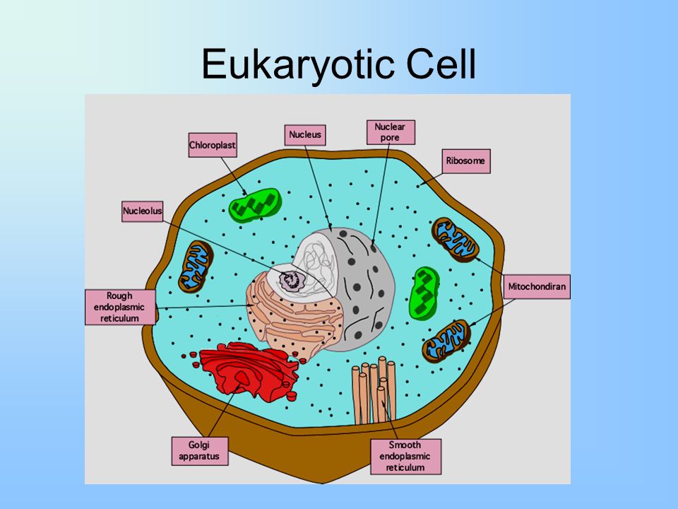 image gallery: simple eukaryote
