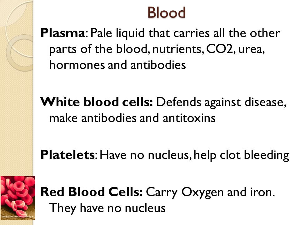 Blood Plasma: Pale liquid that carries all the other parts of the blood, nutrients, CO2, urea, hormones and antibodies White blood cells: Defends against disease, make antibodies and antitoxins Platelets: Have no nucleus, help clot bleeding Red Blood Cells: Carry Oxygen and iron.