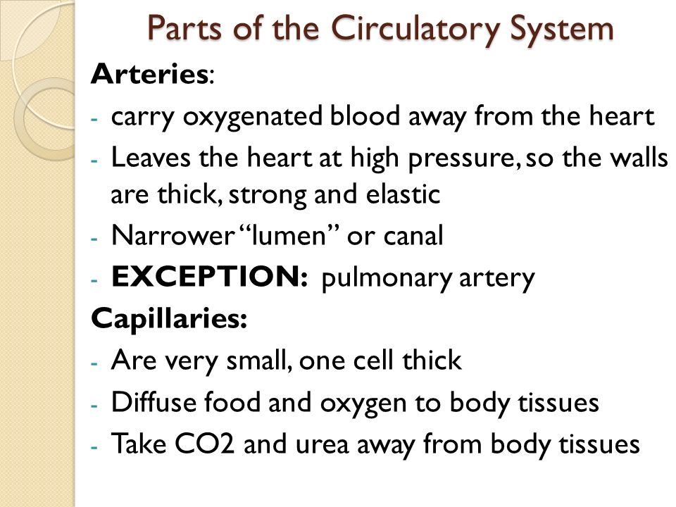 Parts of the Circulatory System Arteries: - carry oxygenated blood away from the heart - Leaves the heart at high pressure, so the walls are thick, strong and elastic - Narrower lumen or canal - EXCEPTION: pulmonary artery Capillaries: - Are very small, one cell thick - Diffuse food and oxygen to body tissues - Take CO2 and urea away from body tissues