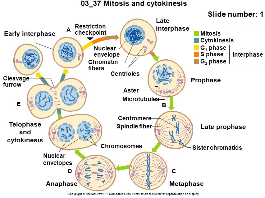 03_37 Mitosis and cytokinesis Slide number: 1 Copyright © The McGraw-Hill Companies, Inc.