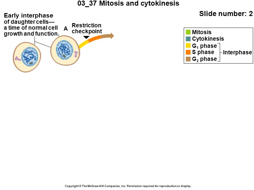 03_37 Mitosis and cytokinesis Slide number: 2 Copyright © The McGraw-Hill Companies, Inc.