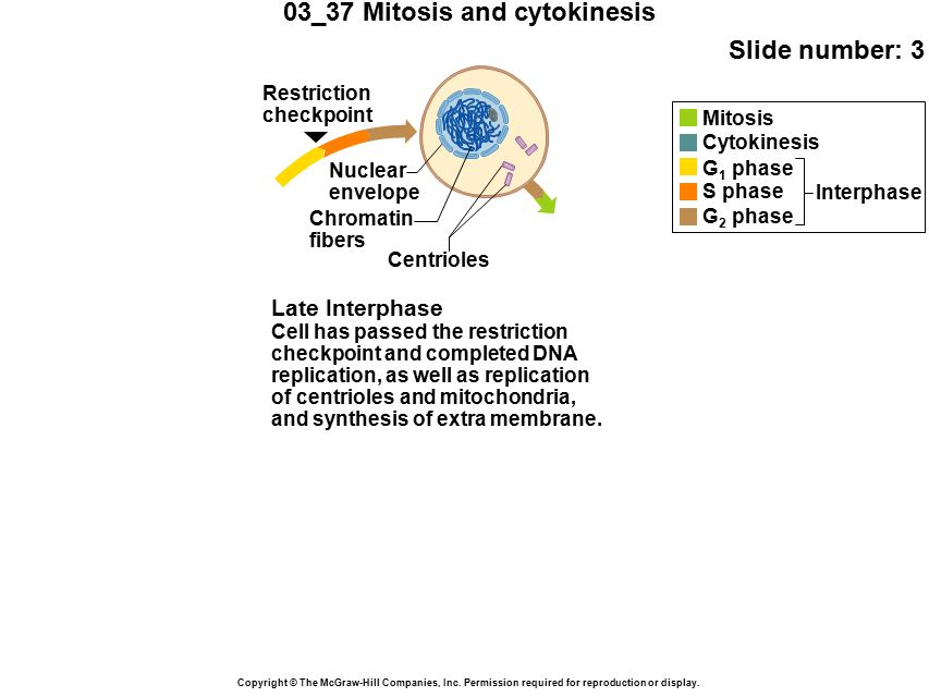 03_37 Mitosis and cytokinesis Slide number: 3 Copyright © The McGraw-Hill Companies, Inc.