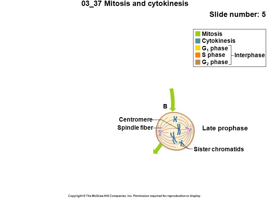 03_37 Mitosis and cytokinesis Slide number: 5 Copyright © The McGraw-Hill Companies, Inc.
