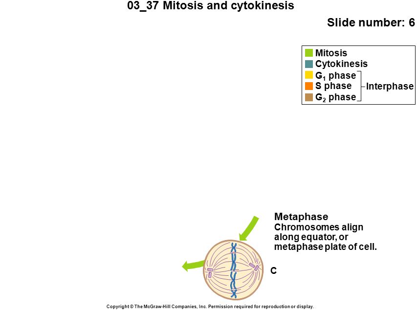 03_37 Mitosis and cytokinesis Slide number: 6 Copyright © The McGraw-Hill Companies, Inc.