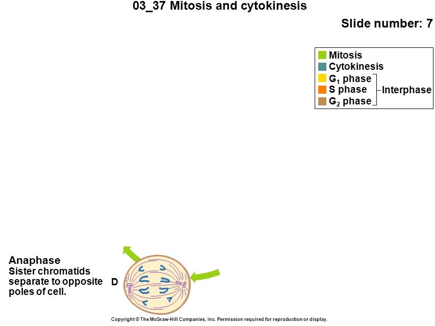 03_37 Mitosis and cytokinesis Slide number: 7 Copyright © The McGraw-Hill Companies, Inc.