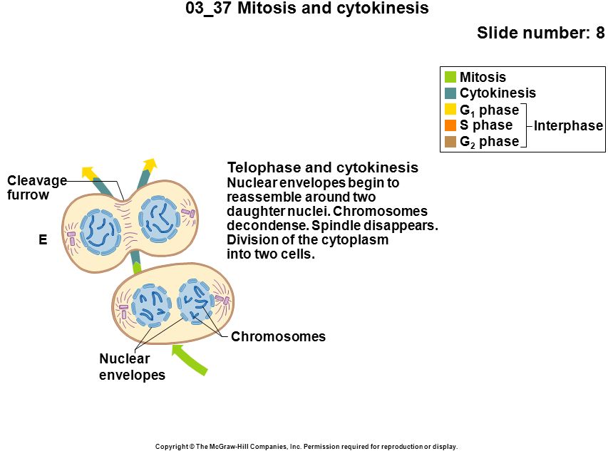 03_37 Mitosis and cytokinesis Slide number: 8 Copyright © The McGraw-Hill Companies, Inc.