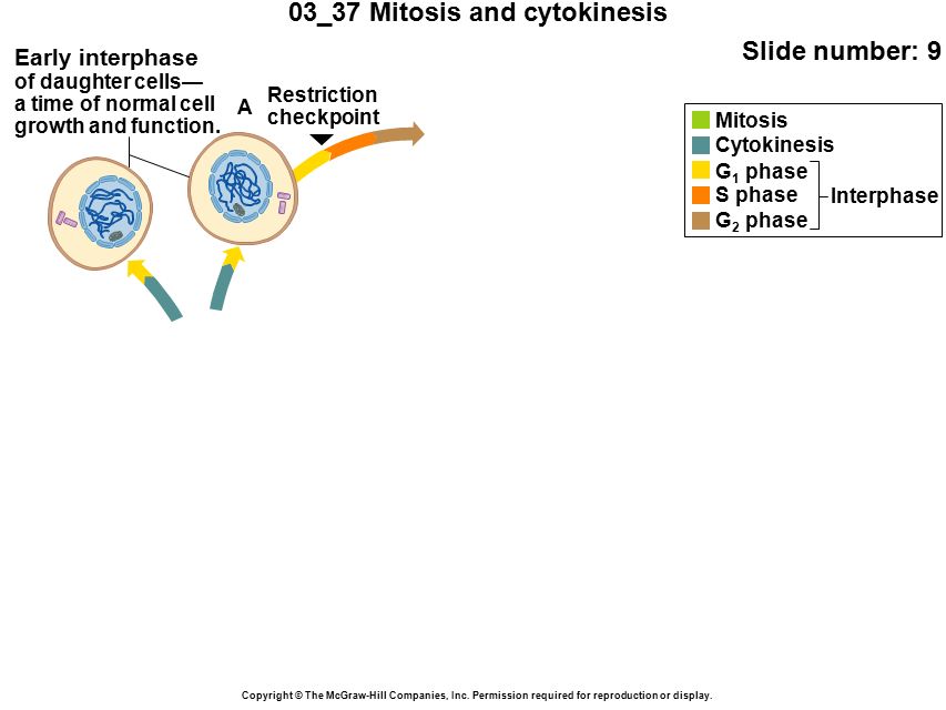 03_37 Mitosis and cytokinesis Slide number: 9 Copyright © The McGraw-Hill Companies, Inc.