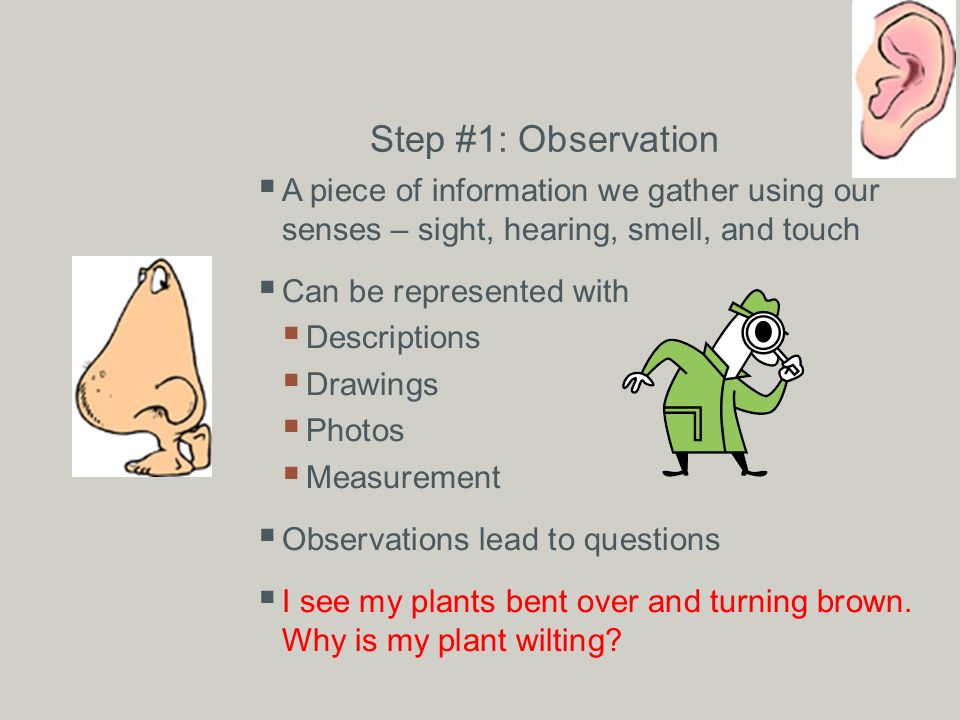Step #1: Observation  A piece of information we gather using our senses – sight, hearing, smell, and touch  Can be represented with  Descriptions  Drawings  Photos  Measurement  Observations lead to questions  I see my plants bent over and turning brown.