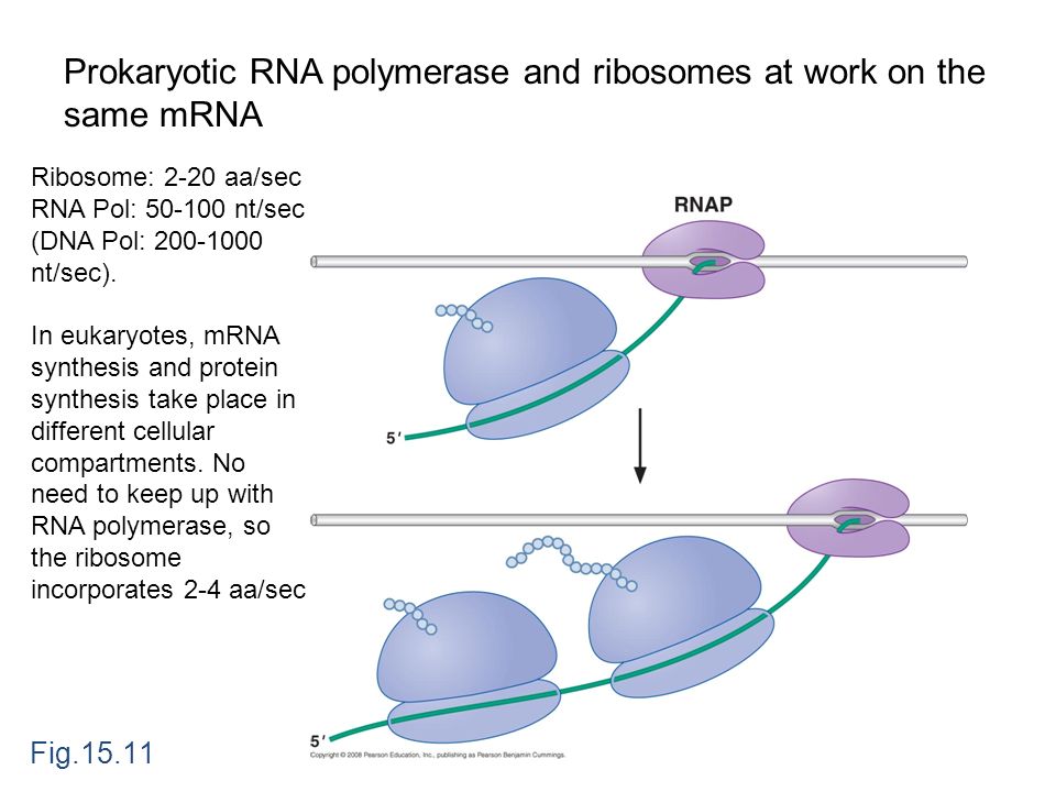 protein synthesis takes place in protein synthesis takes place in