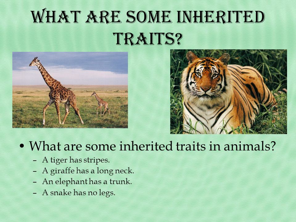 Science: Inherited Traits In Humans And Animals Grade 3 - Lessons -  Blendspace