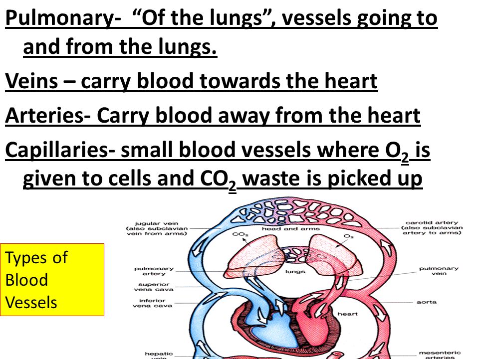 Pulmonary- Of the lungs , vessels going to and from the lungs.