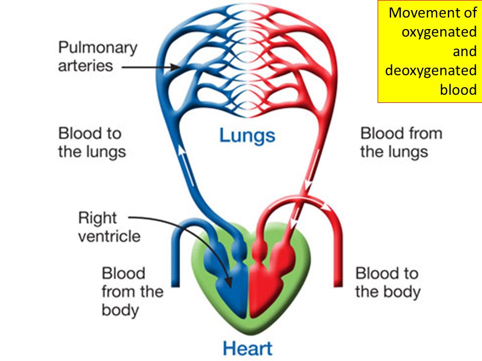 Movement of oxygenated and deoxygenated blood