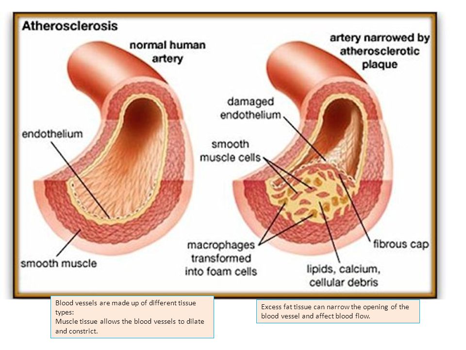 Blood vessels are made up of different tissue types: Muscle tissue allows the blood vessels to dilate and constrict.