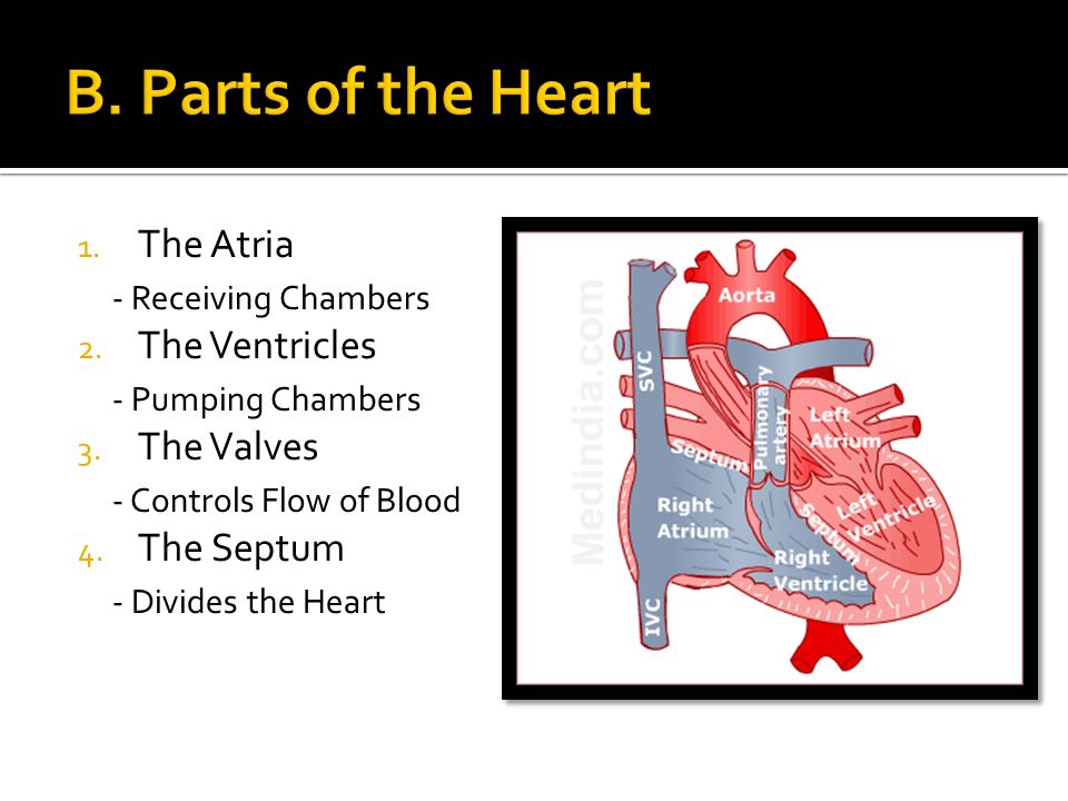 1. The Atria - Receiving Chambers 2. The Ventricles - Pumping Chambers 3.