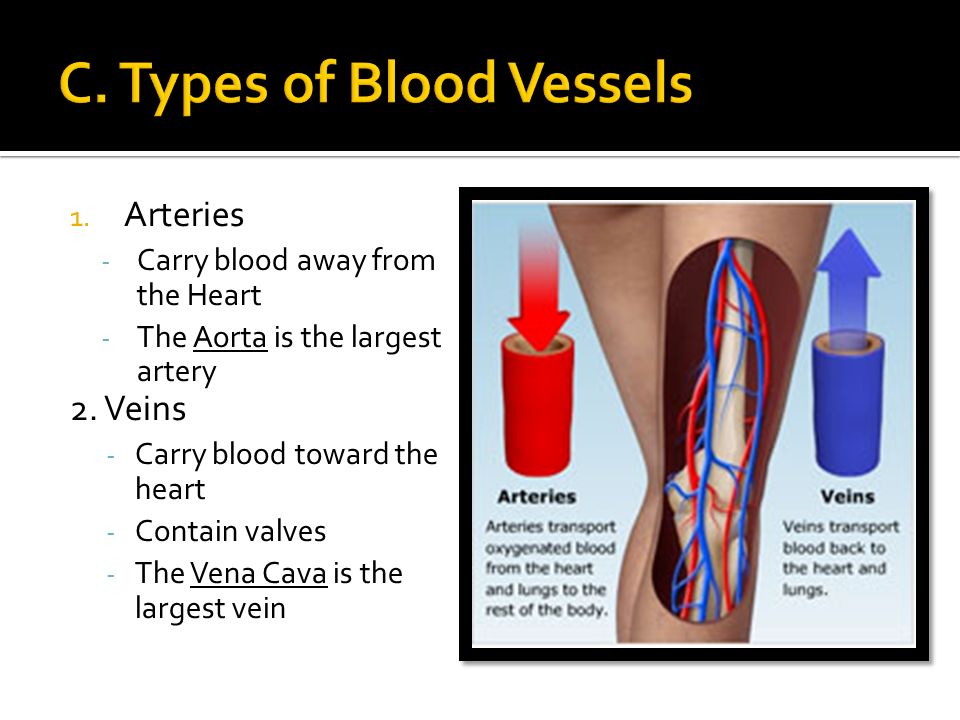 1. Arteries - Carry blood away from the Heart - The Aorta is the largest artery 2.