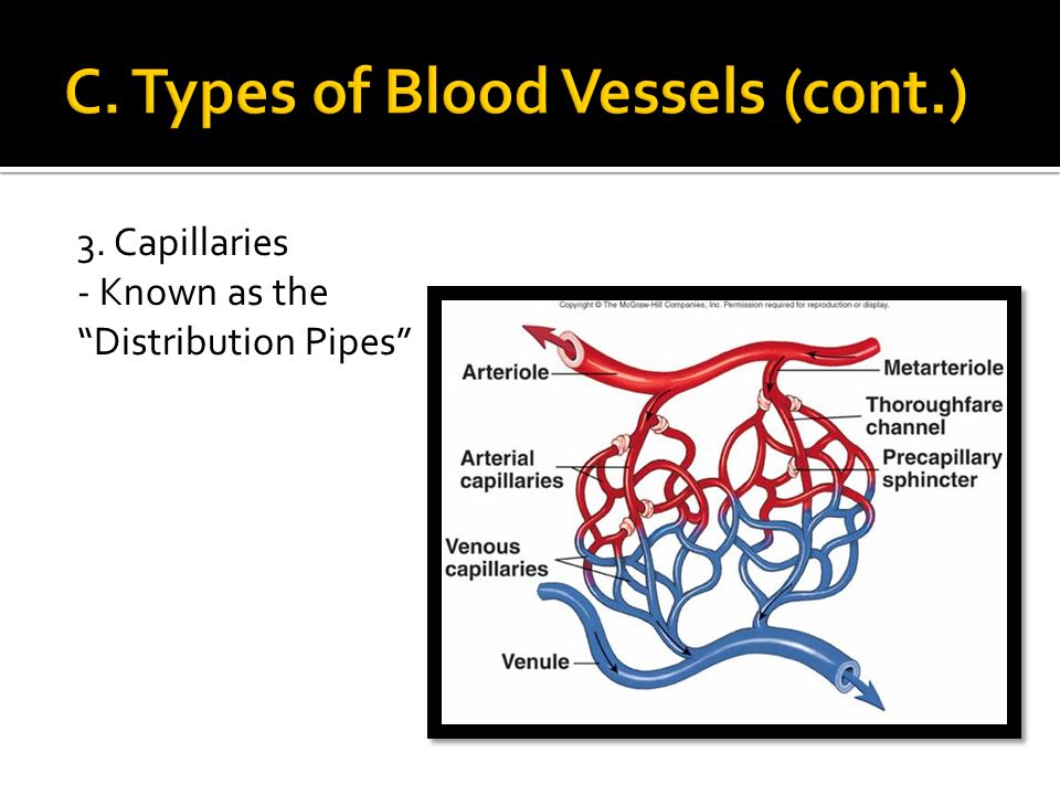 3. Capillaries - Known as the Distribution Pipes