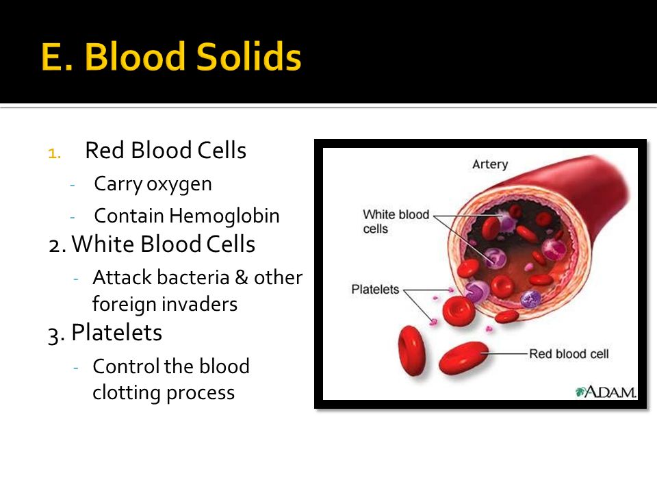 1. Red Blood Cells - Carry oxygen - Contain Hemoglobin 2.