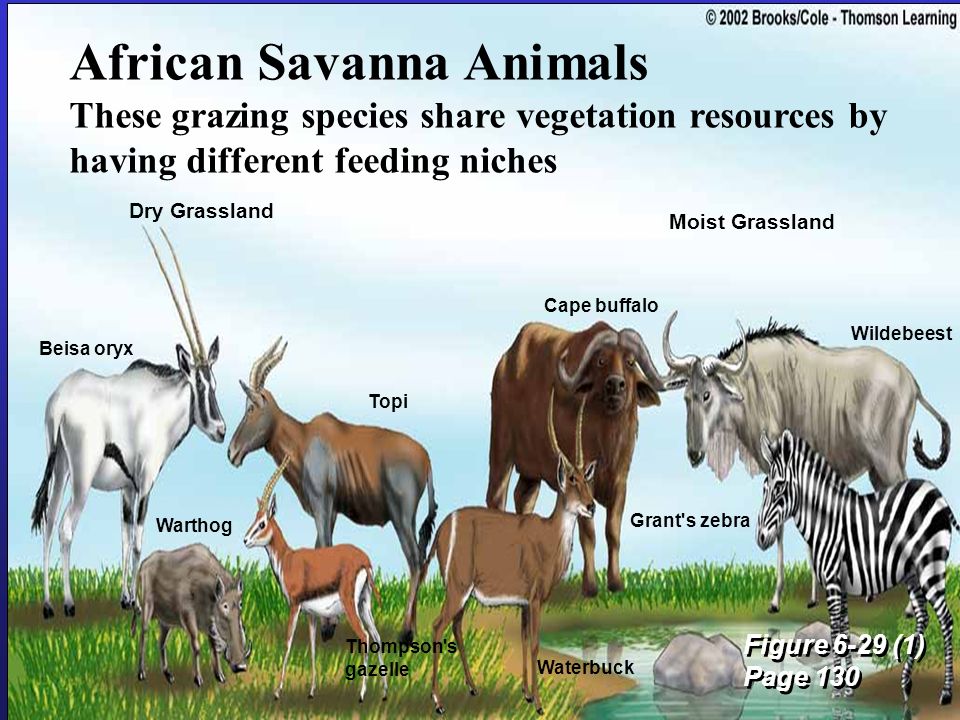 What is an example of an animal and their niche for the grassland savannah  biome? | Socratic
