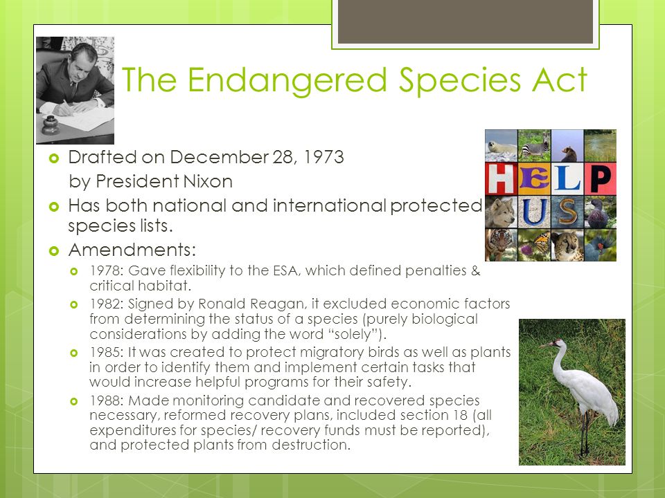 endangered species speech Endangered species: first amendment rights and nonprofit organizations co-counsel, free speech coalition, the latest irs regulations. endangered species speech Endangered species: first amendment rights and nonprofit organizations co-counsel, free speech coalition, the latest irs regulations.