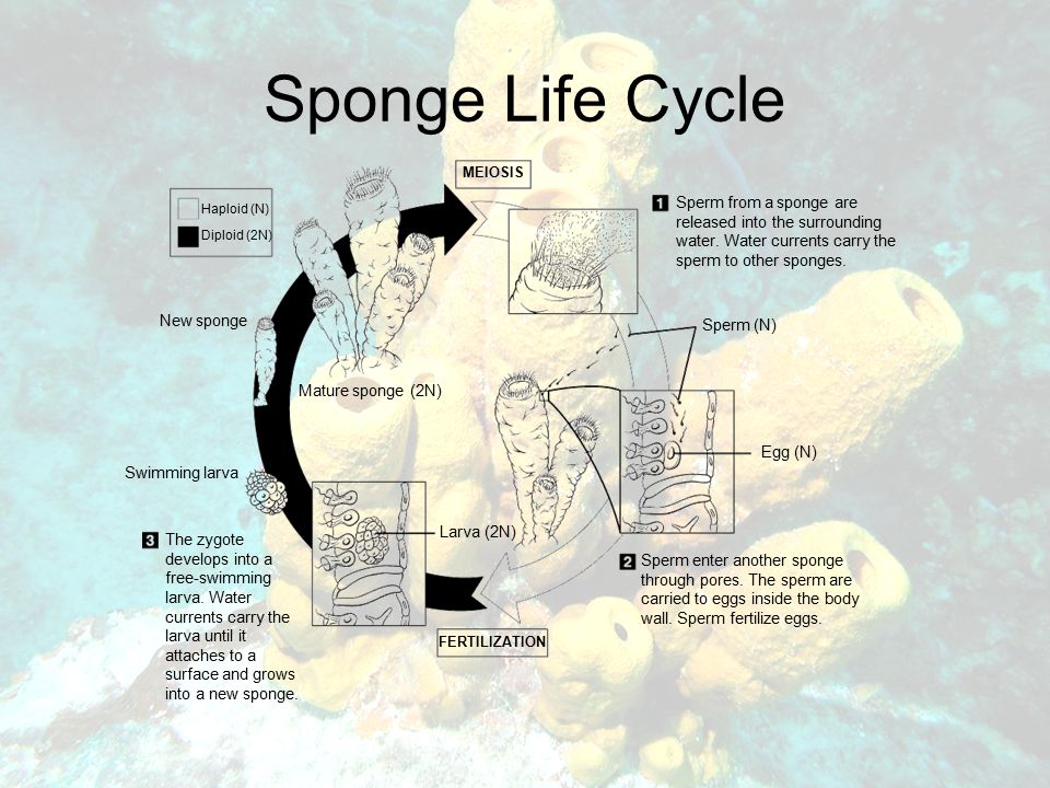 Sponge Life Cycle Sperm from a sponge are released into the surrounding water.