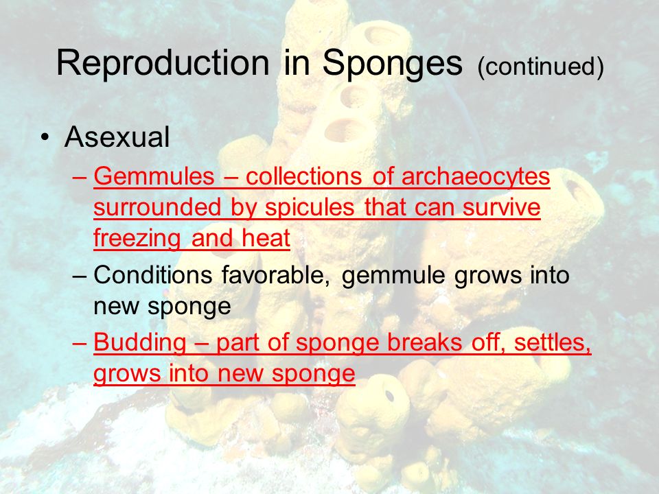 Reproduction in Sponges (continued) Asexual –Gemmules – collections of archaeocytes surrounded by spicules that can survive freezing and heat –Conditions favorable, gemmule grows into new sponge –Budding – part of sponge breaks off, settles, grows into new sponge