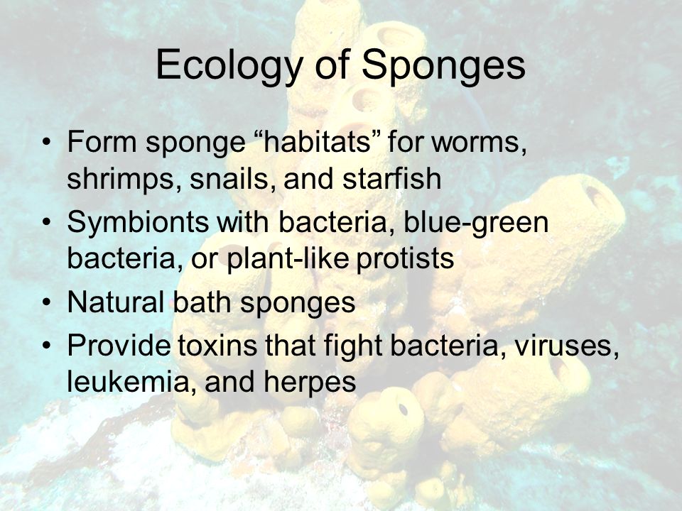 Ecology of Sponges Form sponge habitats for worms, shrimps, snails, and starfish Symbionts with bacteria, blue-green bacteria, or plant-like protists Natural bath sponges Provide toxins that fight bacteria, viruses, leukemia, and herpes