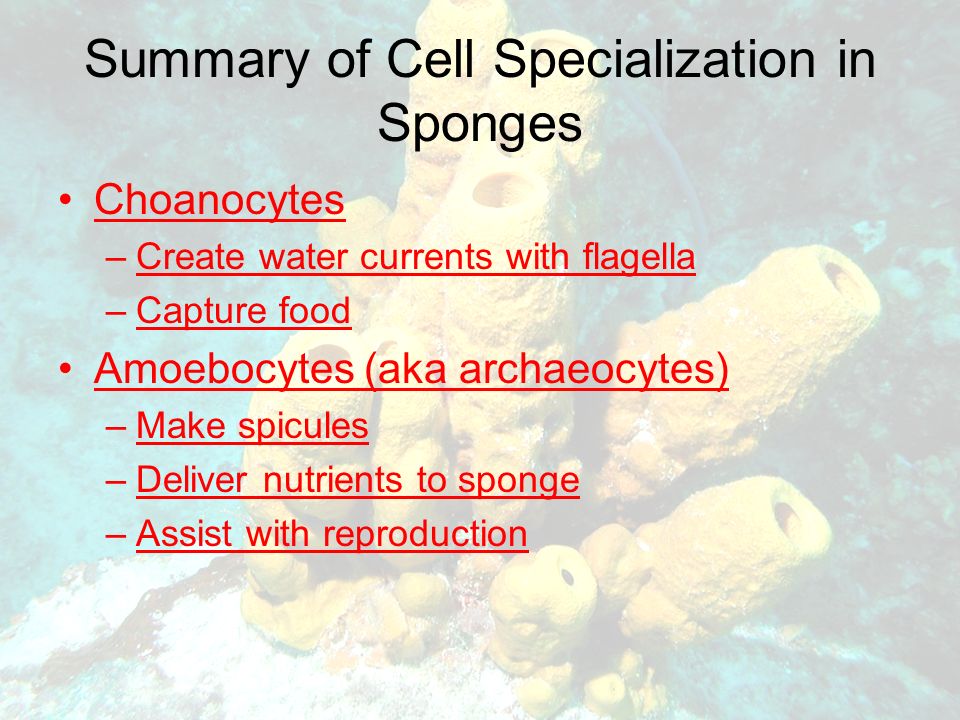 Summary of Cell Specialization in Sponges Choanocytes –Create water currents with flagella –Capture food Amoebocytes (aka archaeocytes) –Make spicules –Deliver nutrients to sponge –Assist with reproduction